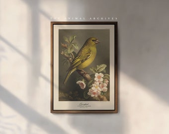 The Greenfinch Art Print, by the Poet and The Piper