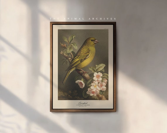The Greenfinch Art Print, by the Poet and The Piper