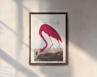 American Flamingo Art Print by John James Audobon, reprint