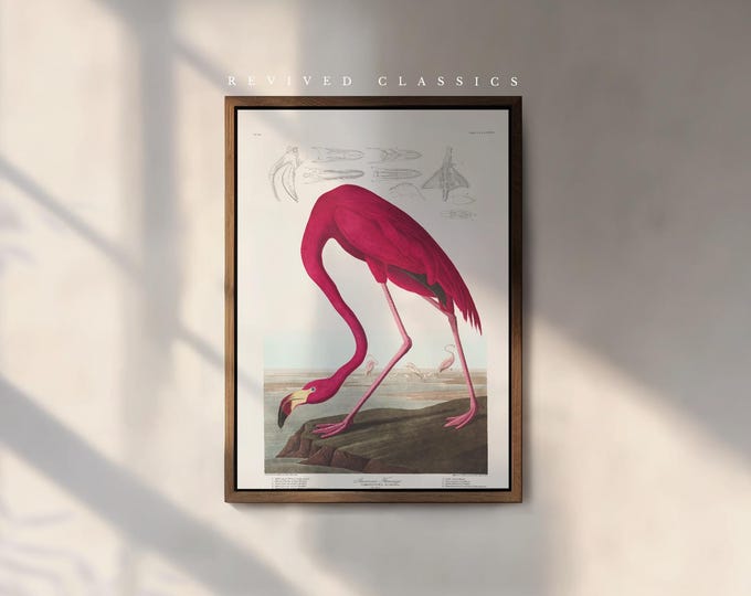 American Flamingo Art Print by John James Audobon, reprint