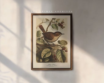 The House Wren Art Print, by the Poet and The Piper
