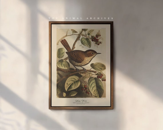 The House Wren Art Print, by the Poet and The Piper