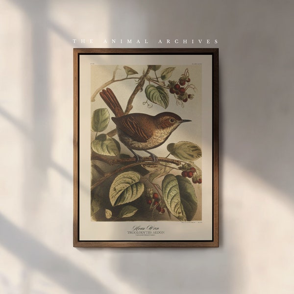 The House Wren Art Print | Naturalist | Vintage Style | Wall Art | Decor | Rustic | Antique | Birds of the World | Botanical