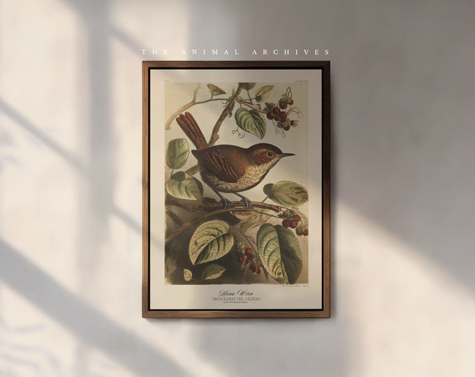 The House Wren Art Print, by the Poet and The Piper
