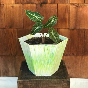 Puede incluir: Una maceta hexagonal verde y blanca con una pequeña planta verde con hojas verde oscuro. La maceta está sobre una superficie de madera.