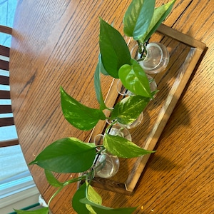 Cuttings-Pothos