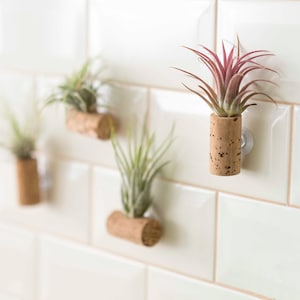 Könnte beinhalten: Vier Luftpflanzen in Korkbehältern sind mit Saugnäpfen an einer weißen gekachelten Wand befestigt. Die Pflanzen sind in verschiedenen Grüntönen und Rosa.