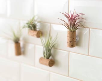 Luftpflanzen, Tillandsien, befestigt an einem Korkstopfen und mit Saugnapf