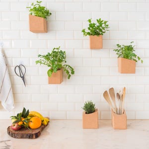 Peut inclure: Un mur de cuisine en carrelage blanc avec six jardinières en liège, chacune contenant un type de verdure différent. Les jardinières sont fixées au mur. Il y a également deux contenants en liège sur le comptoir, l'un contenant des ustensiles de cuisine et l'autre contenant une petite plante en pot. Une planche à découper en bois avec des fruits se trouve sur le comptoir.