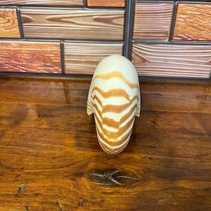 May include: A nautilus shell featuring a smooth, cream-coloured surface with distinct, curved, reddish-brown stripes that follow the natural spiral pattern of the shell. The shell is positioned upright, displaying its characteristic coiled shape.