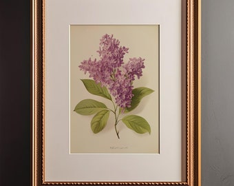 Vintage Botanical Print Lilac