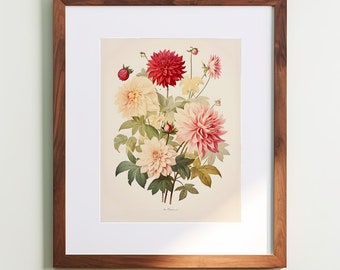 Vintage Botanical Print Dahlia