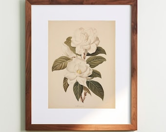 Vintage Botanical Print Gardenia