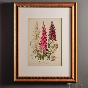 Vintage Botanical Print Foxgloves - 1