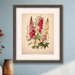 Vintage Botanical Print Foxgloves - 2