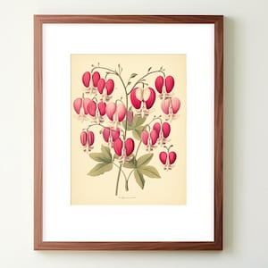 Vintage botanical Print Bleeding Heart