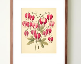 Vintage botanical Print Bleeding Heart