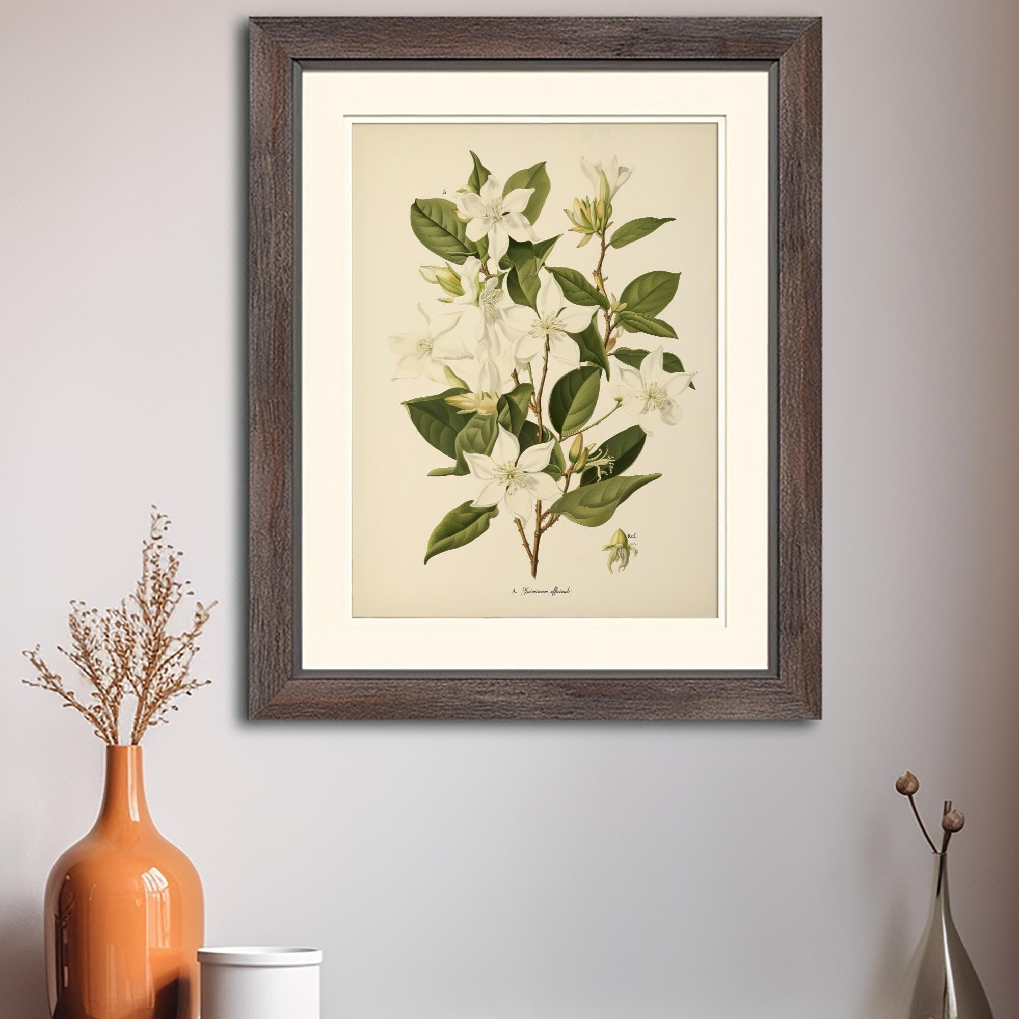 Vintage Botanical Print Jasmine