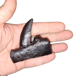 Albertosaurus sarcophagus jaw section with teeth- Dinosaurs-Palentology-Theropoda-Tyrannosauridae- cast replica #1