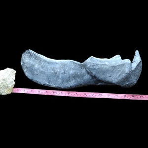 May include: A grey fossilised bone measuring approximately 17 inches in length.