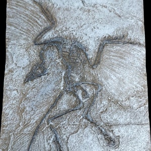 Archaeopteryx lithographica fossil replica