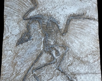Archaeopteryx lithographica fossil replica