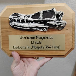 Velociraptor mongoliensis skull fossil cast replica plaque ( museum quality)- dinosaurs-Paleontology-theropoda- Maniraptora