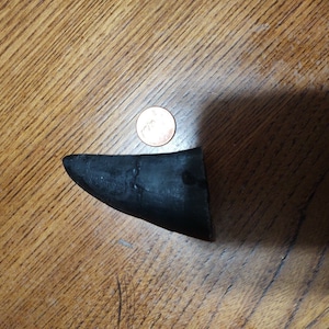Tyrannosaurus rex tooth crown replica ( medium)