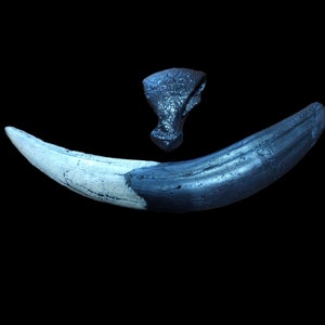 Puede incluir: Un colmillo de mamut fosilizado con un esquema de color gris oscuro y blanco. El colmillo es curvo y tiene una superficie lisa. También se puede ver una pieza fosilizada más pequeña en la imagen.