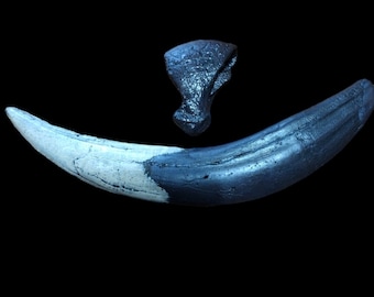Smilodon fatalis canine and claw ( sabre toothed cat)