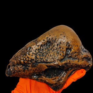 Stegoceras validum skull fossil cast replica- Dinosaurs- Paleontology- Ornithischia- Marginocephalia-Pachycephalosauria
