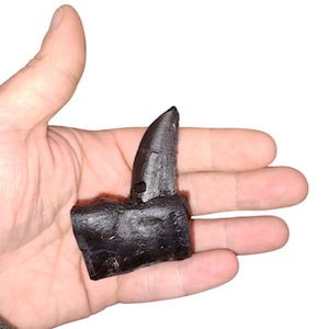 Albertosaurus sarcophagus jaw section with teeth- Dinosaurs-Palentology-Theropoda-Tyrannosauridae- cast replica #3