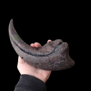 Baryonyx walkeri manual claw fossil replica- Dinosaurs-Theropoda- Paleontology.