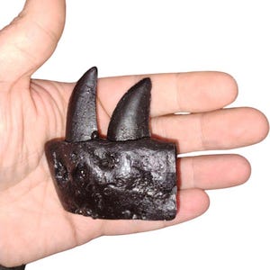 Albertosaurus sarcophagus jaw section with teeth- Dinosaurs-Palentology-Theropoda-Tyrannosauridae- cast replica #1