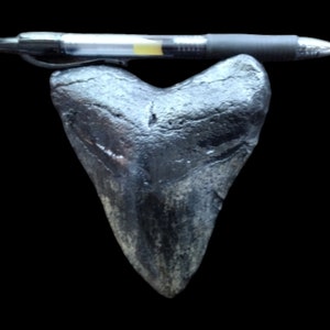 Otodus Megalodon fossil tooth replica