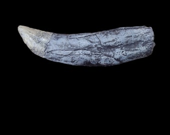 Allosaurus fragilis fossil tooth cast replica- Dinosaurs-paleontology