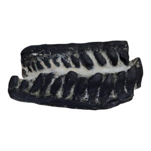 Camarasaurus lentus fossil teeth cast replica-dinosaurs-paleontology-saurischia-Sauropoda