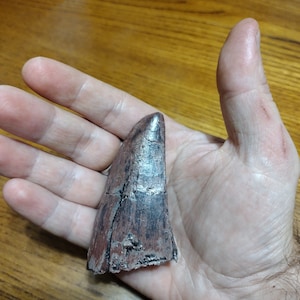 Tyrannosaurus rex tooth fossil cast replica