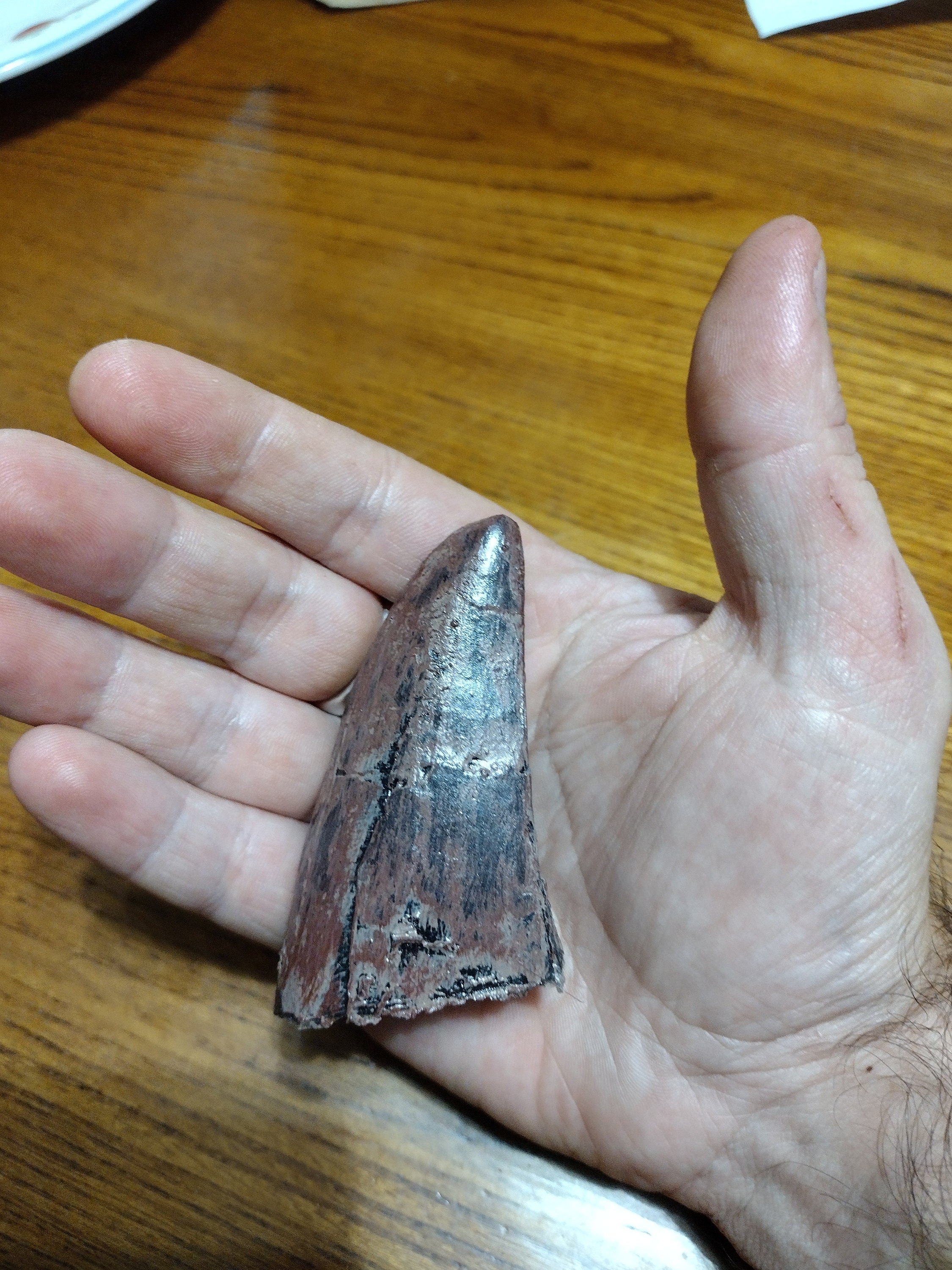 Tyrannosaurus rex tooth fossil cast replica