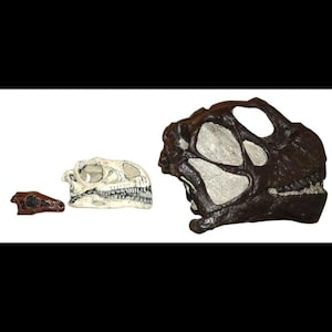 Sauropodomorph Evolutionary sequence- Skull fossil replica set- dinosaurs-paleontology-saurischia-sauropodamorpha