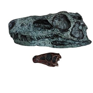 Puede incluir: Dos cráneos de dinosaurio, uno grande y gris, el otro más pequeño y marrón. Ambos son detallados y realistas.