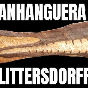 Anhanguera blittersdorffi (Pterosaur) skull cast replica- Pterosaurs- paleontology-archosauria-ornithodira