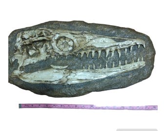 モササウルスの頭蓋骨、古爬虫類の頭蓋骨レプリカ、先史時代の恐竜の