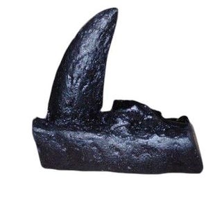 Albertosaurus sarcophagus jaw section with teeth- Dinosaurs-Palentology-Theropoda-Tyrannosauridae- cast replica #5