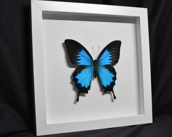 Framed Papilio Ulysses Swallowtail (Blue Black Butterfly)