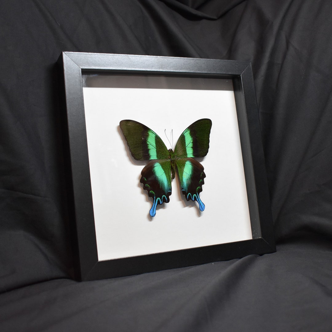 Single Green Papilionidae Butterfly In Frame, Papilio Blumei, Preserved - Foto 9