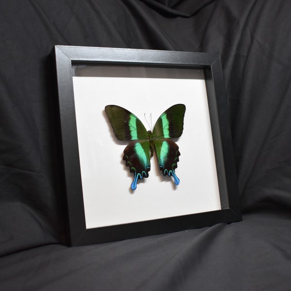 Framed Papilio Blumei Peacock Swallowtail (Blue Green Black Butterfly)