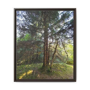 Alaskan Rainforest Framed Canvas Print: Nature Wall Decor image 2