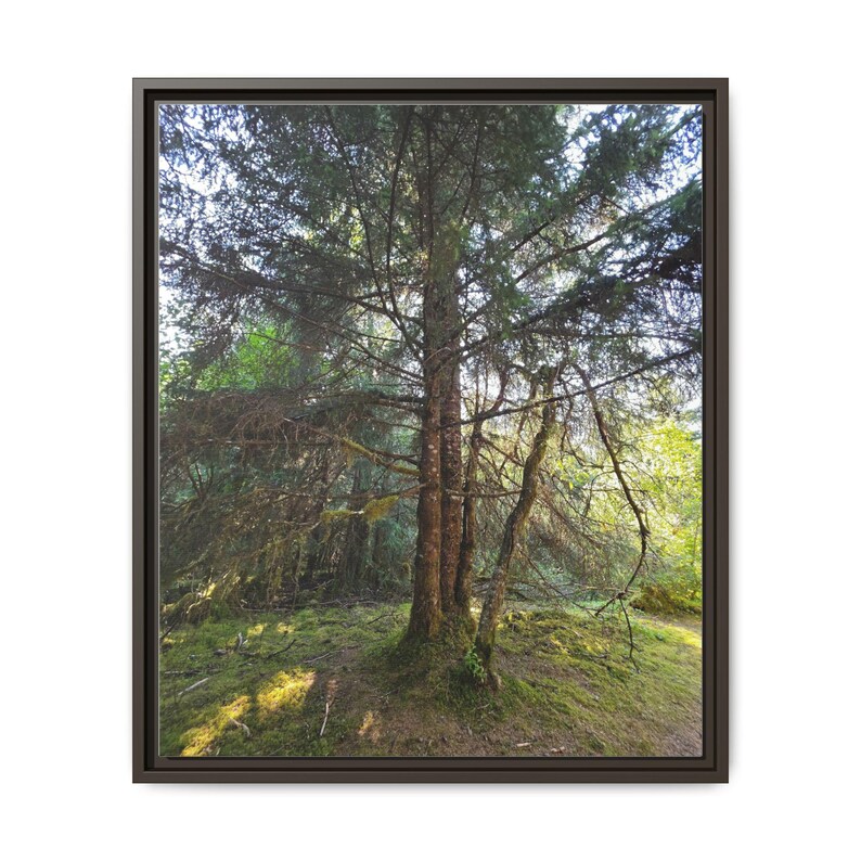 Alaskan Rainforest Framed Canvas Print: Nature Wall Decor image 2