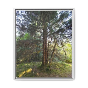 Alaskan Rainforest Framed Canvas Print: Nature Wall Decor image 3